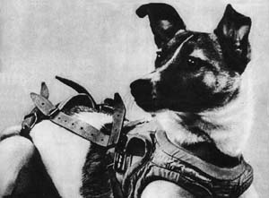 Laika, www.zarya.info