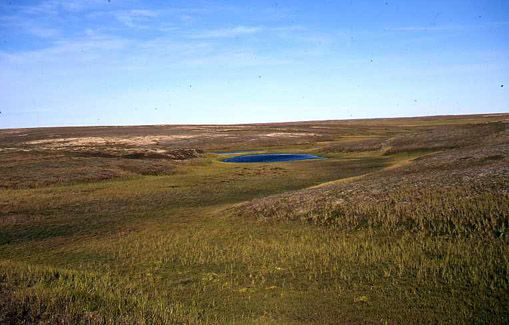 Source is http://www.hi.is/~oi/Siberia%20photos/Yamal%20tundra2.jpg